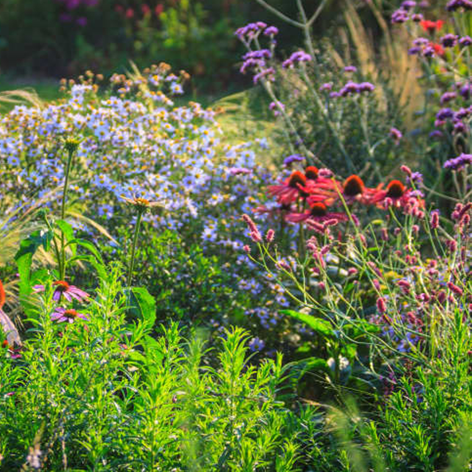 What to Plant in August (Because Its Still Gardening Season!)